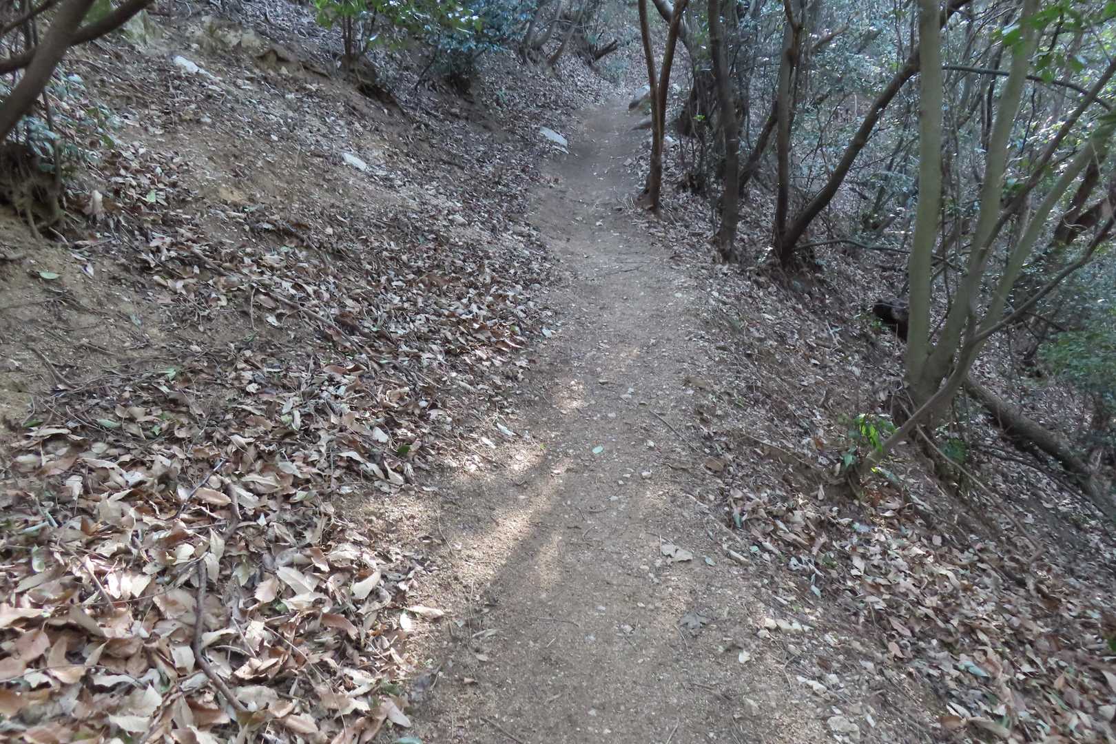 Nさんにより、登山道はキレイに清掃？されています。