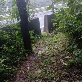 2日目、復路三国峠〜P。
※中部北陸自然歩道。ここから国道に出ます。
(コンクリート擁壁の隙間)
