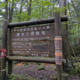 青木ケ原樹海
相方から話を聞くまで怖いっていうイメージしかなかったけど、行ってみてよかった！
山は登りたくないけど自然は堪能したいって人にはぴったりなコースでした☺️