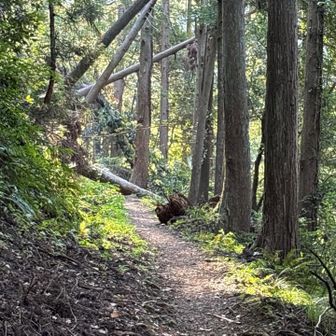 キツネノカミソリ見れるかな～