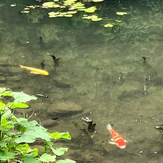 寄ってきた