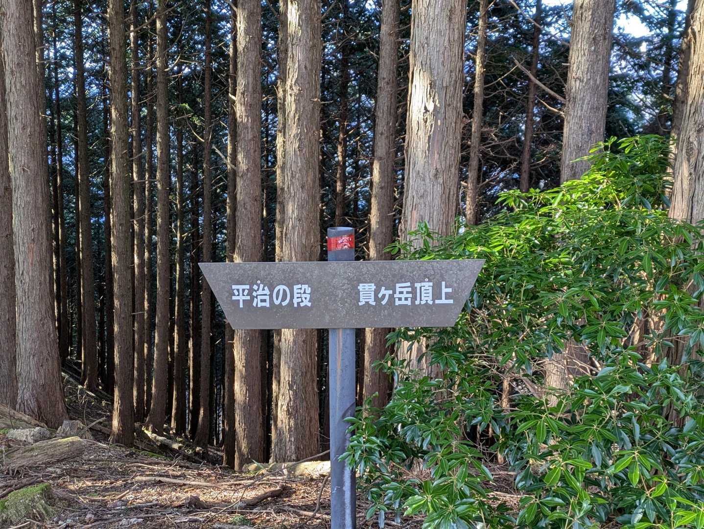 分岐に到着！
ここまでがなかなかの急登でした💦