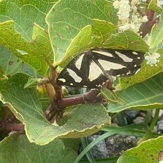 蝶々🦋