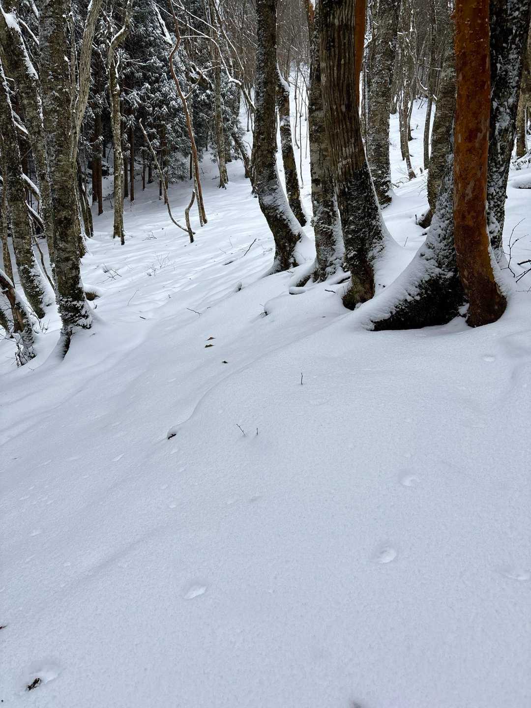 トレースがあるようなないような感じ☃️