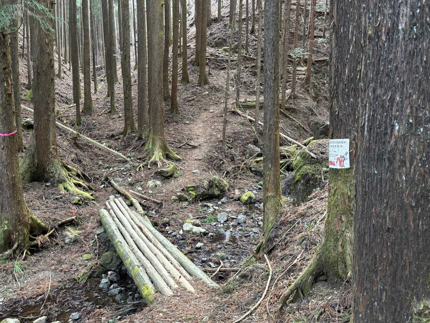 登山口から少し進むと小さな沢に木材数本をかけた橋がありました。しかし渡る時木が曲がり、少し怖かったです。