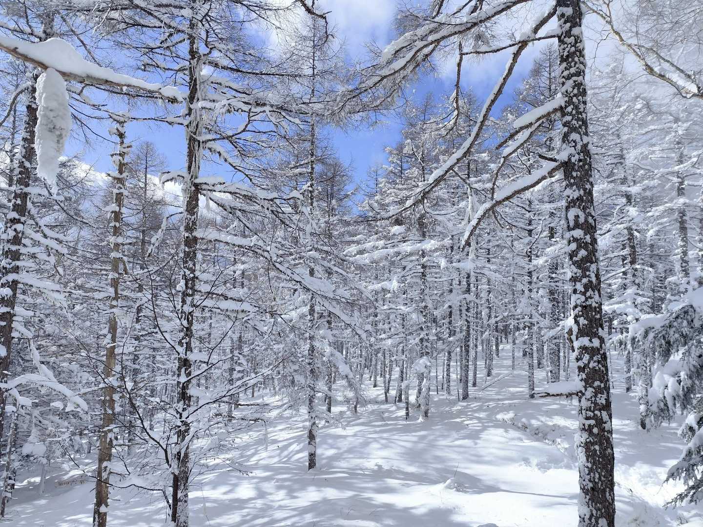 すずらん峠-蓼科山 往復コースの写真