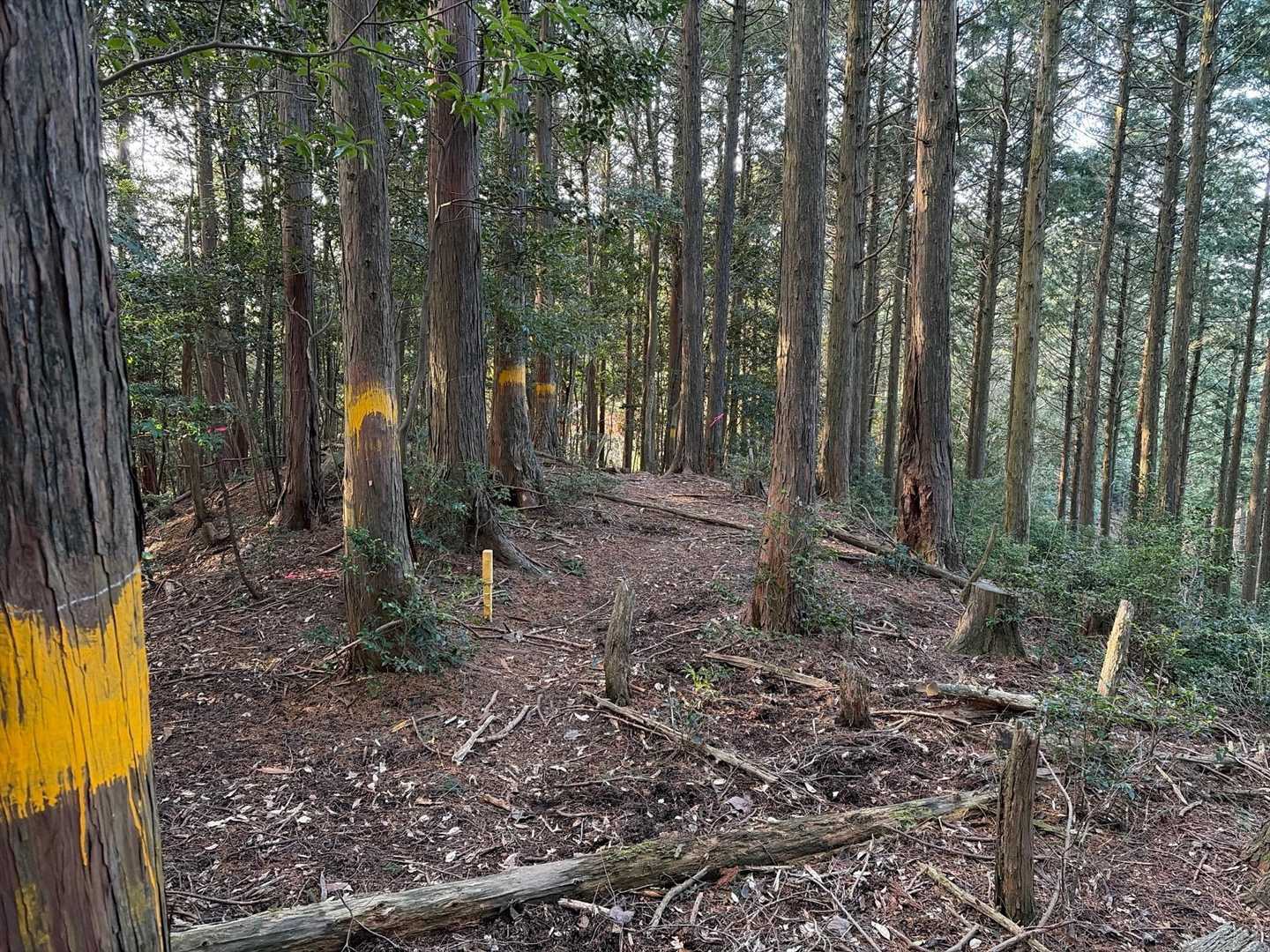 西山方面への縦走路を分岐点から忍岳⛰️に変針です。