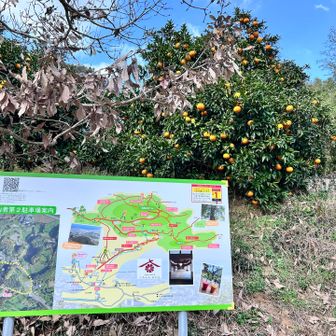 無事下山⤵️
美味しそうなみかんが沢山実ってましたが
今日はみかん屋さんはお休みでした🍊