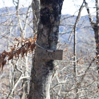 中沢山の山頂標、見逃すところだった！地味山頂票選手権にエントリー。擬態部門にもノミネート
