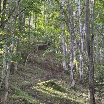 白旗山に登るこの道も防火帯､真っ直ぐで結構な急坂です。