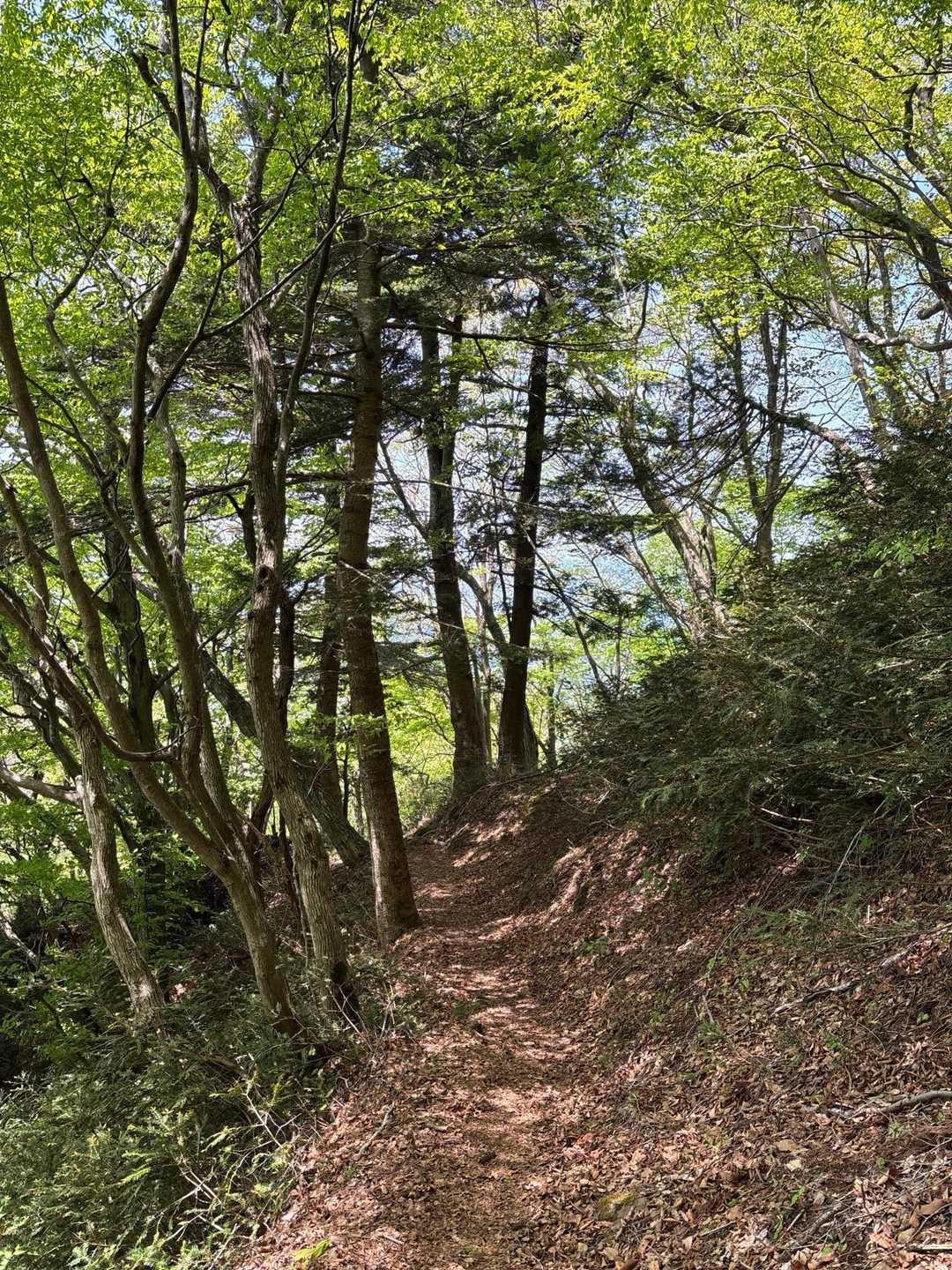 青葉山-青葉山 周回コースの写真