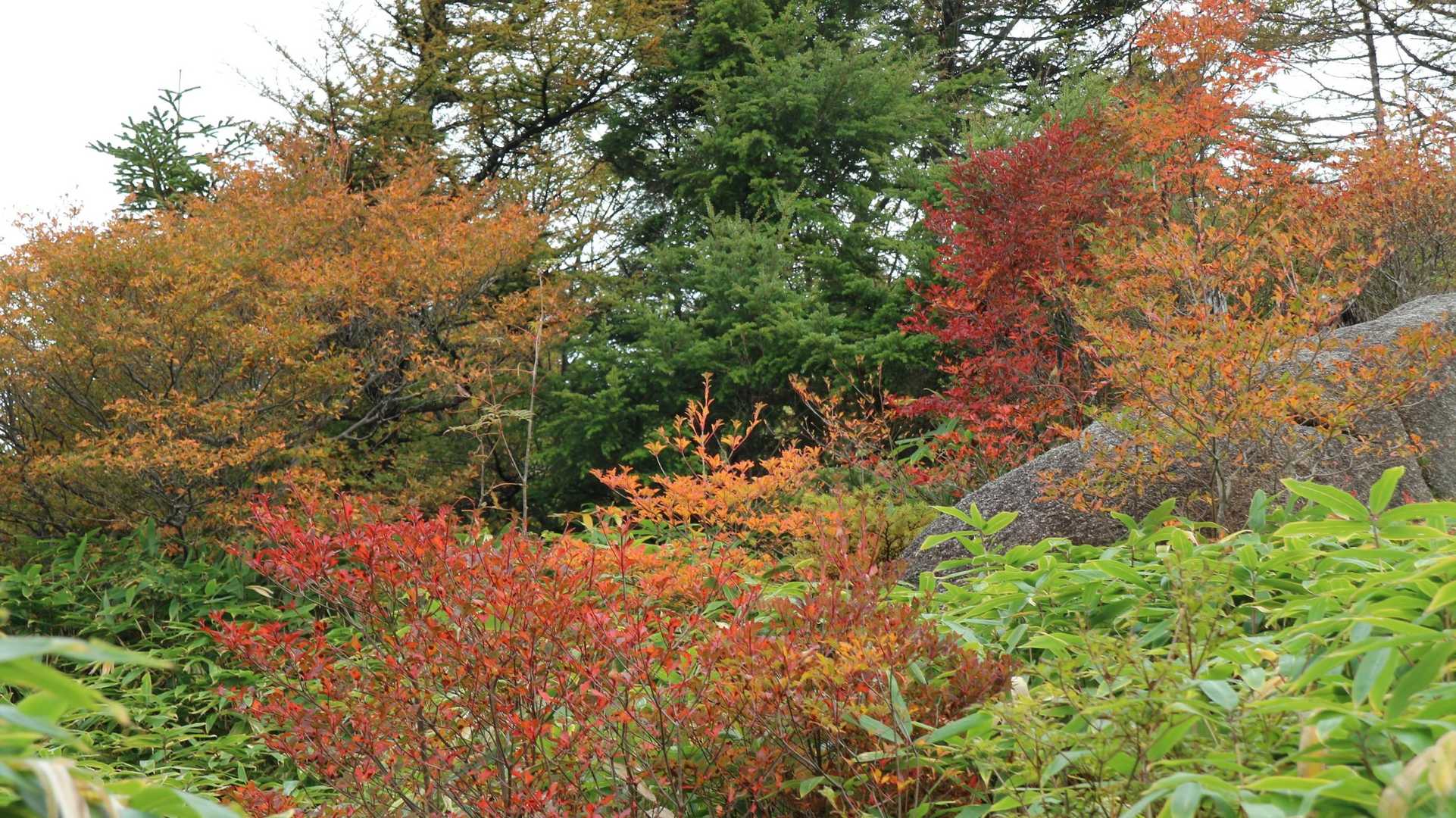 色とりどりの紅葉😍