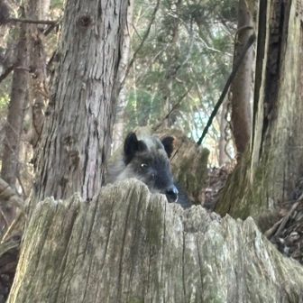 落ち着くと切り株の上で休んでいたので
近づいてみました
