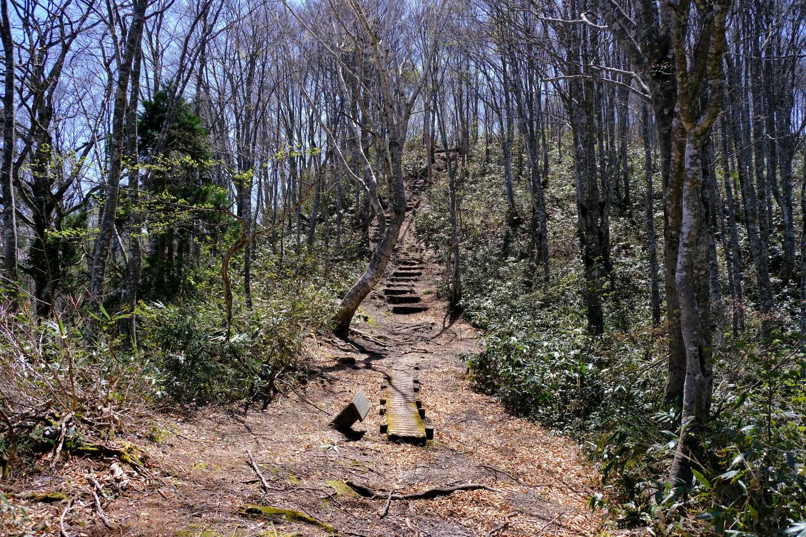 明るい登山道