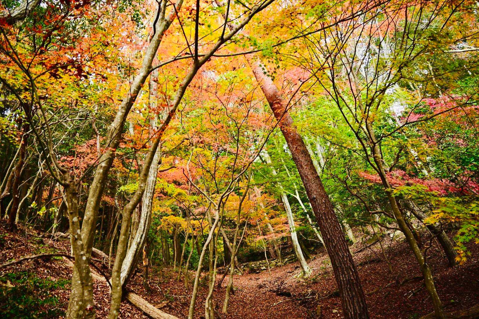 紅葉のトンネル🍁