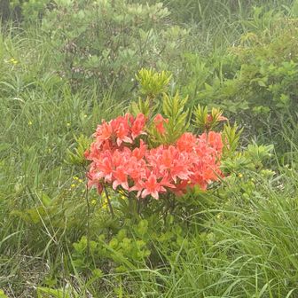 遠くにレンゲツツジ🌺
