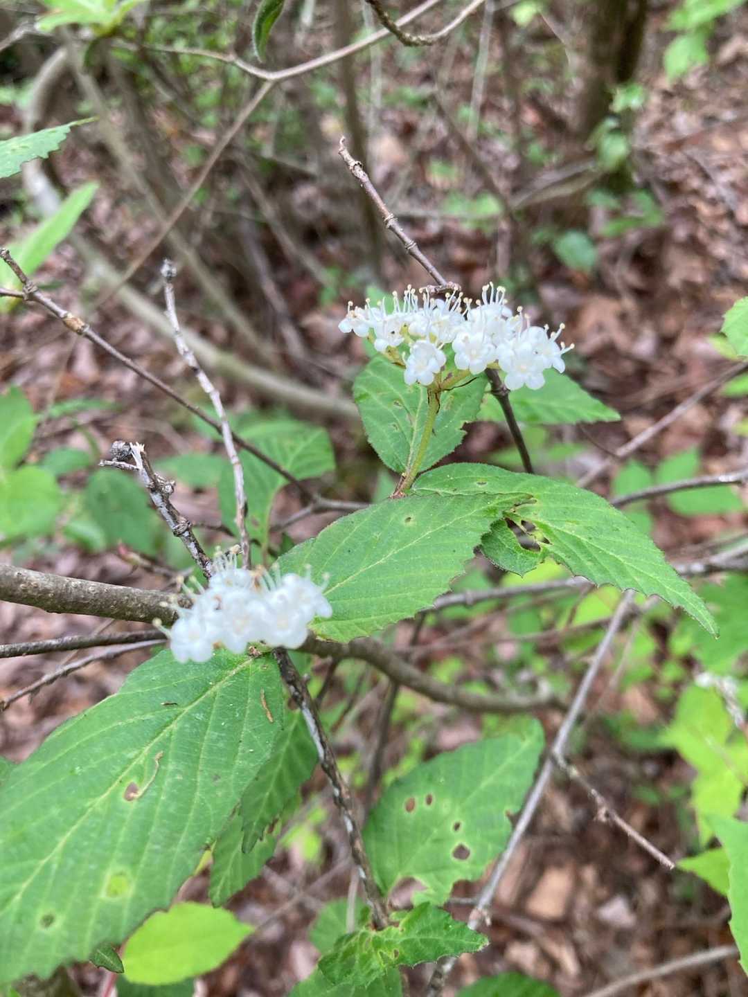 シモツケ、だよね。小さな花が可愛いです。