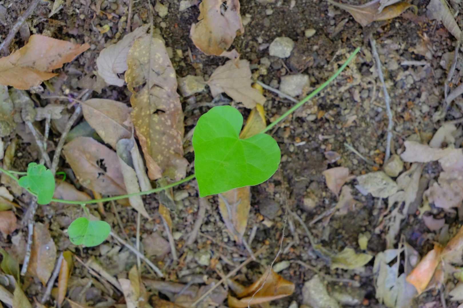 ハートの葉っぱ💚