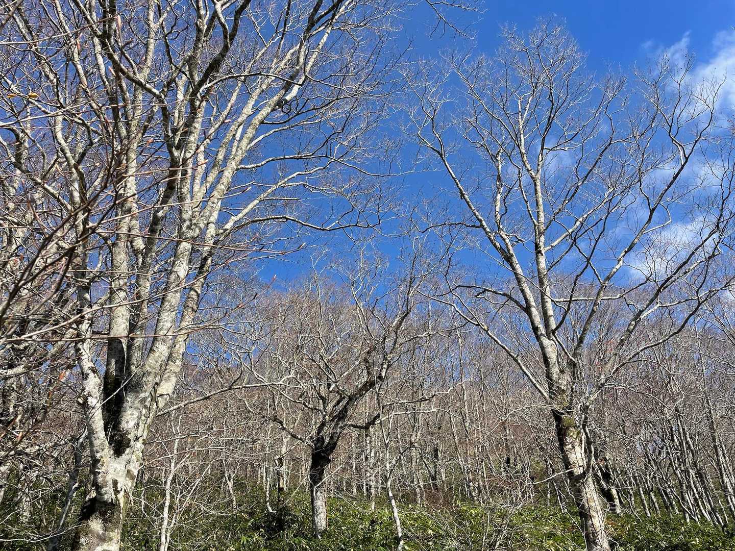 すっかり落葉したブナ林🍂　空を遮るものがありません☀️ 素敵な季節です。