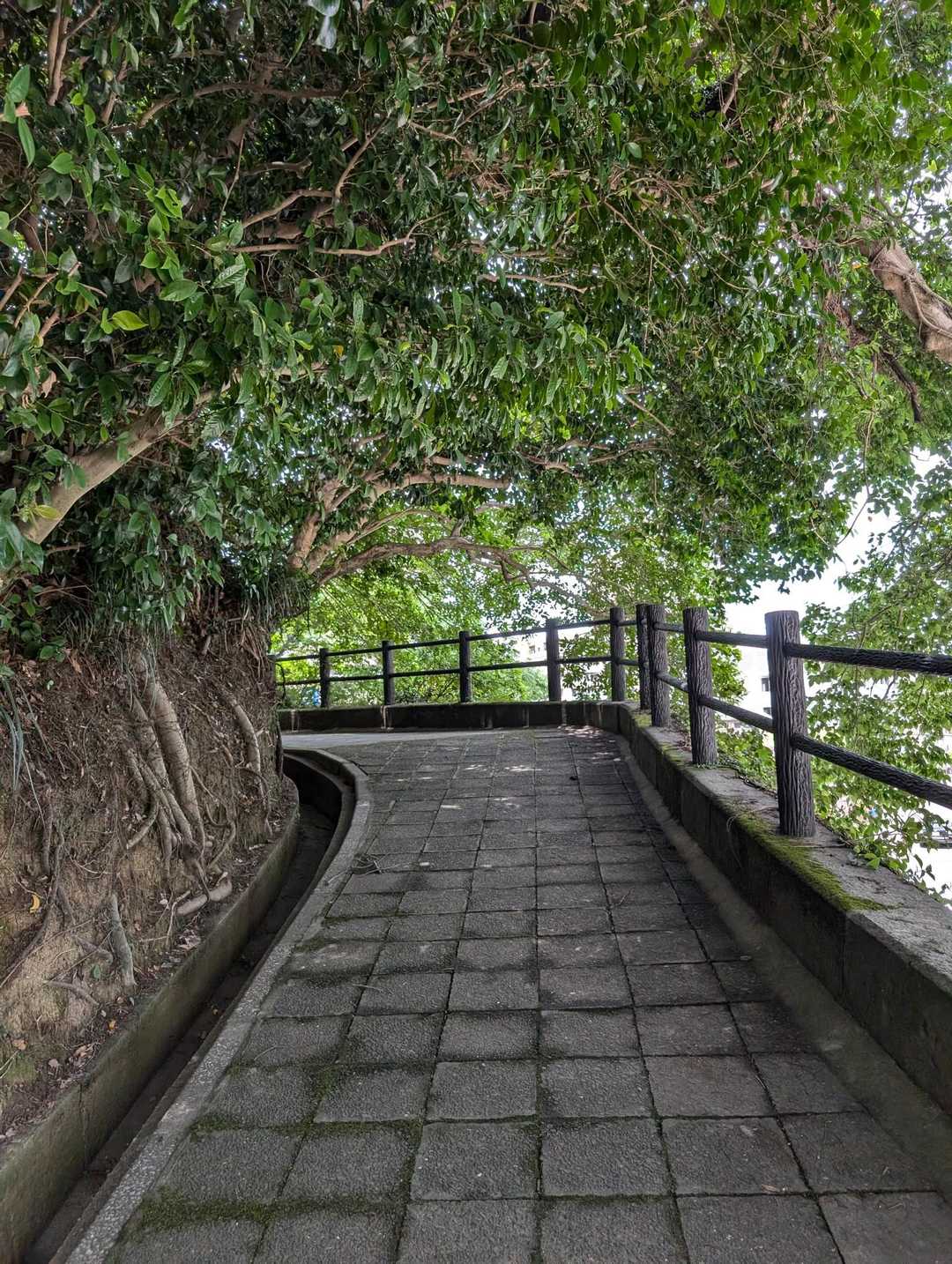 直ぐに木々のトンネルです
