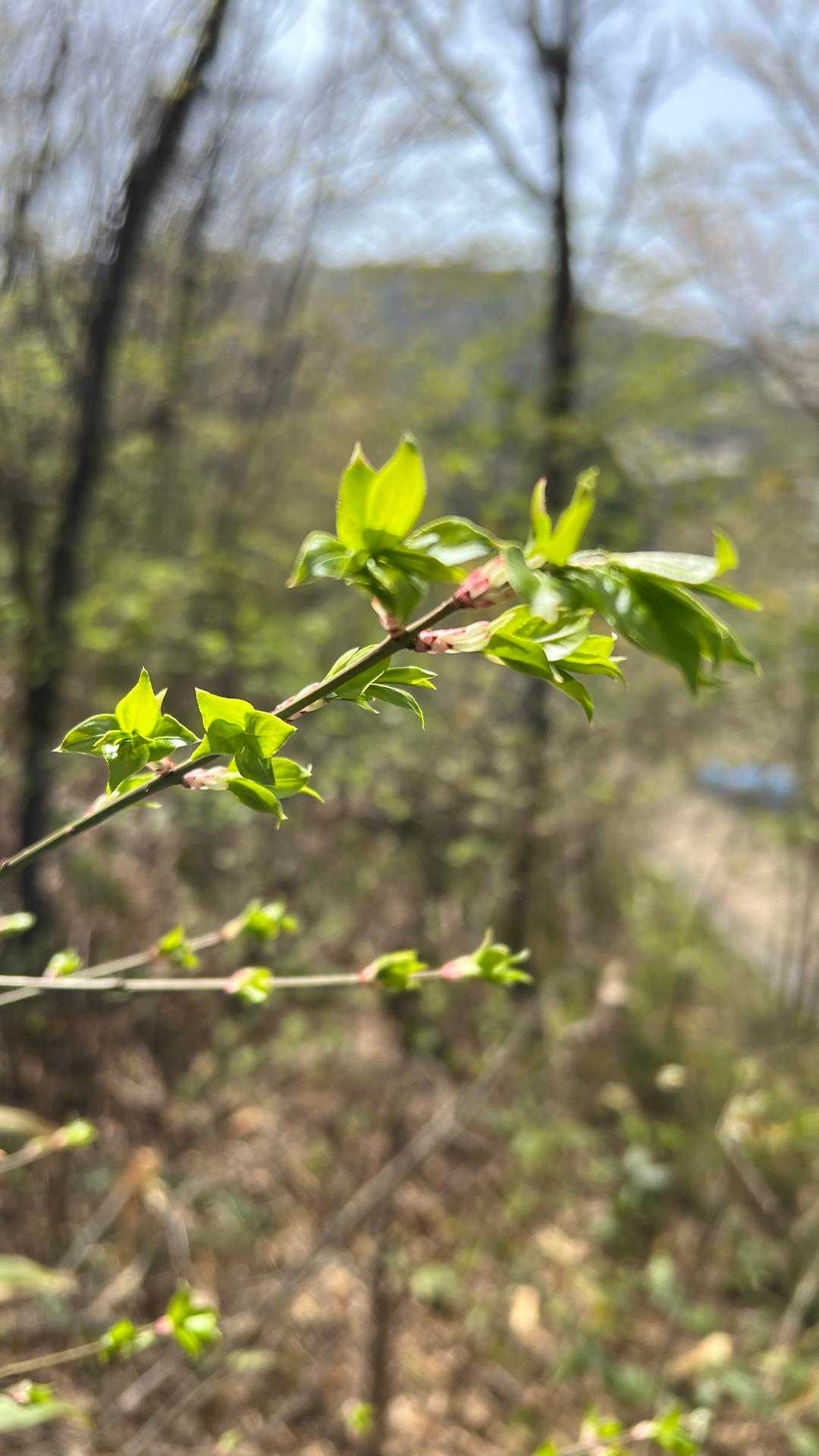 若芽は何か見てるだけでウキウキしてくる