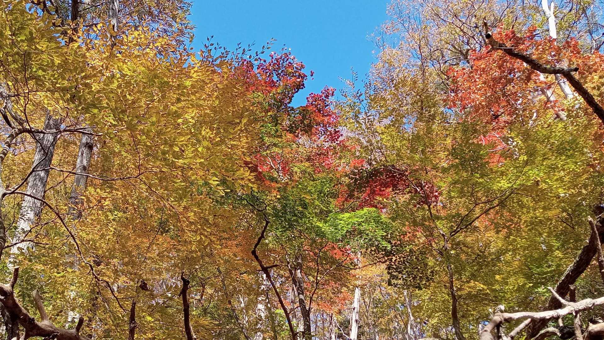 続く秋の景色に気分は上々🎵