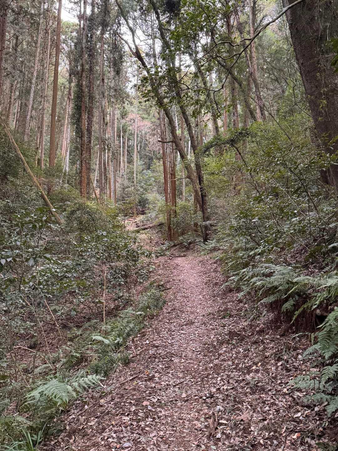 仏頂山 往復コースの写真