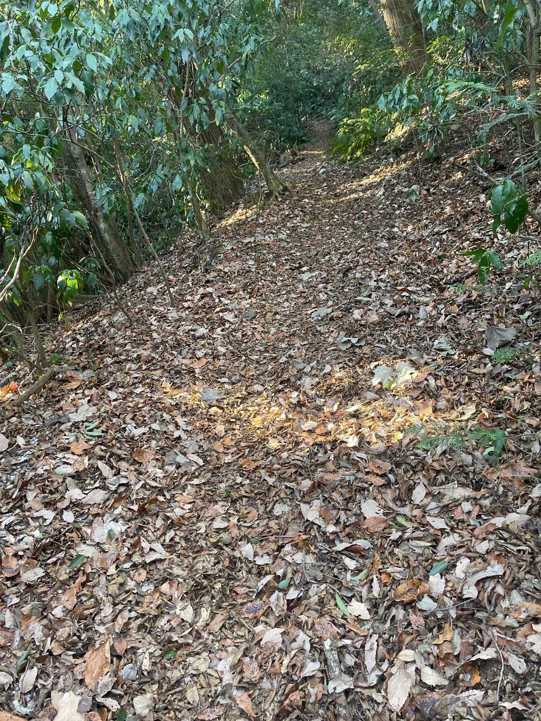 仏頂山 往復コースの写真