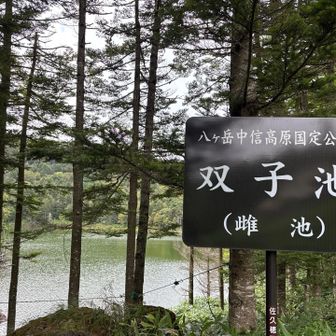 雌池は木々の間から。
