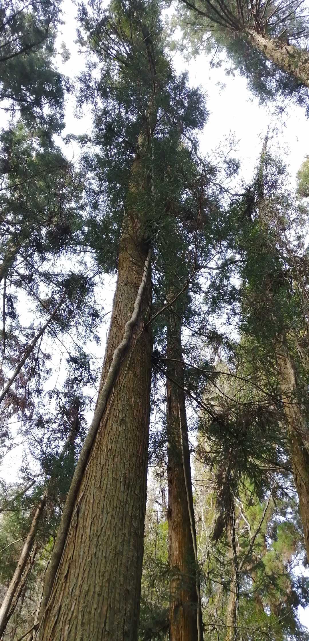 如来ヶ岳 周回コースの写真