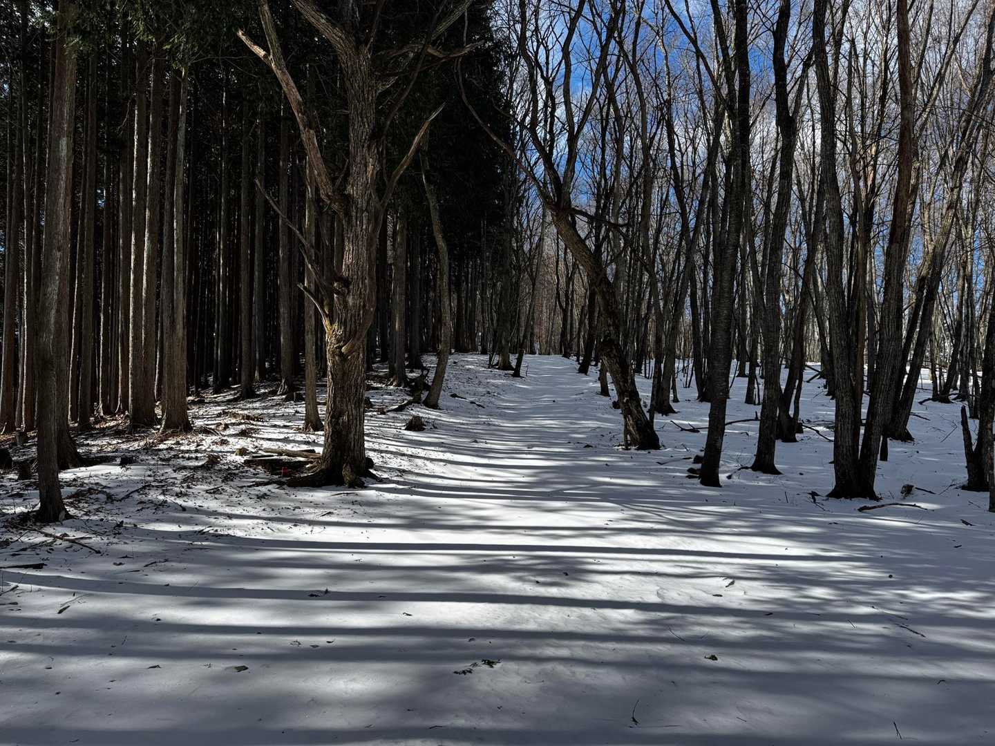 深山橋バス停-大寺山登山口-大寺山-タナグチ山-オオヤマト 縦走コースの写真
