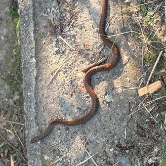 ヘビ🐍がいてました