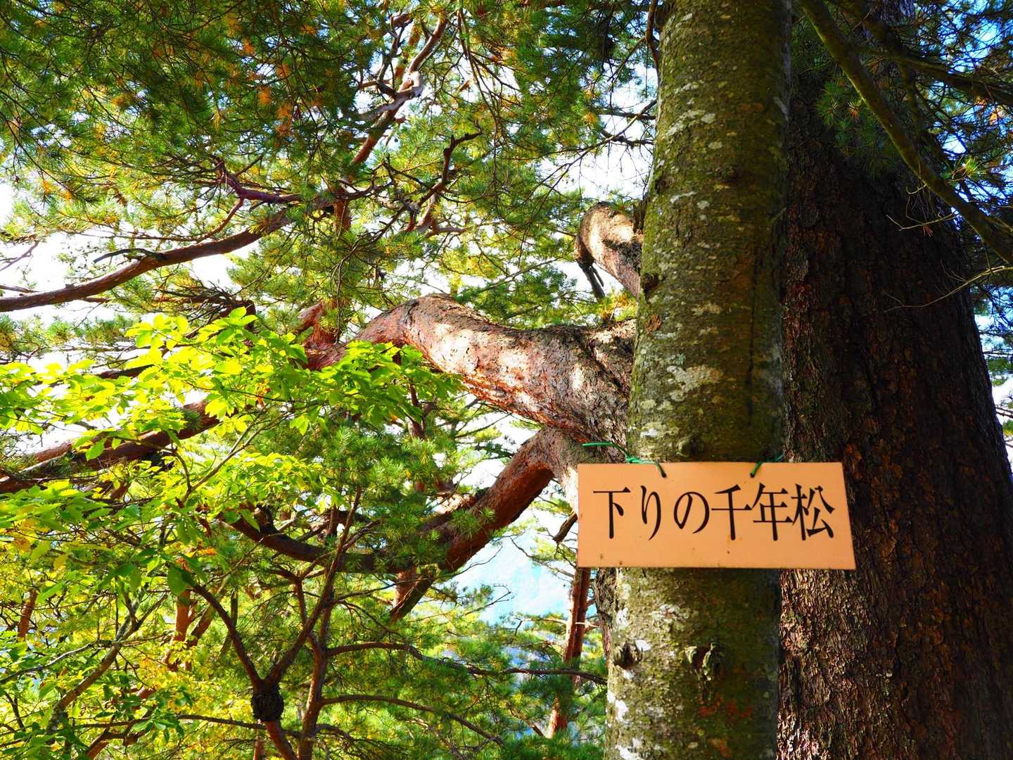 唐倉山 周回コースの写真