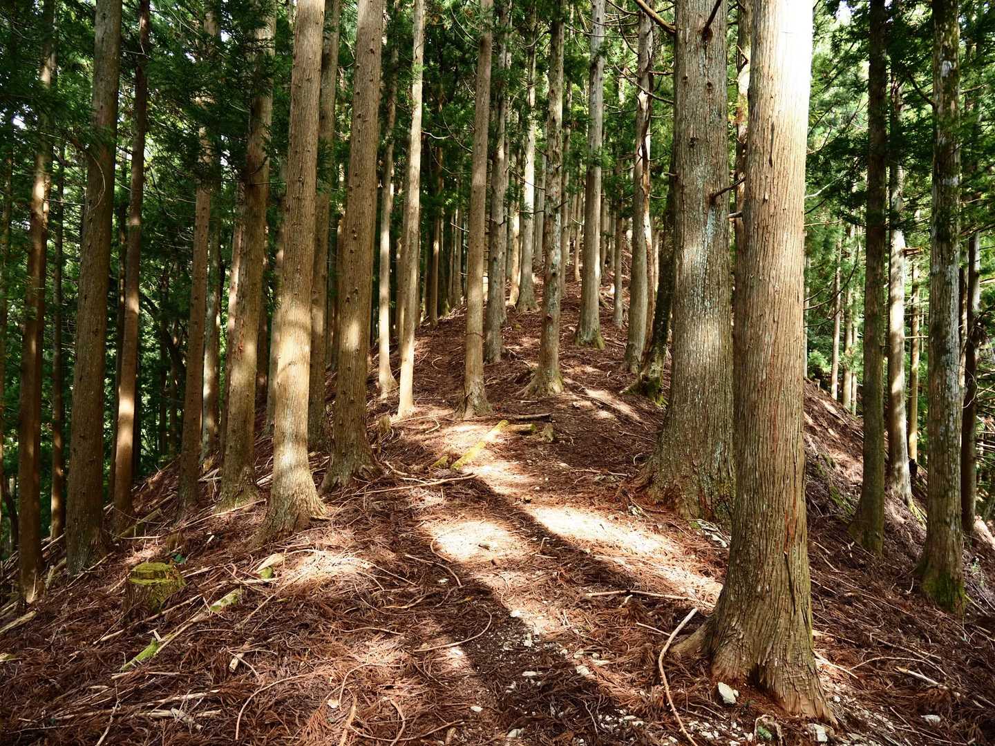 尾根に出ると風が気持ちいい