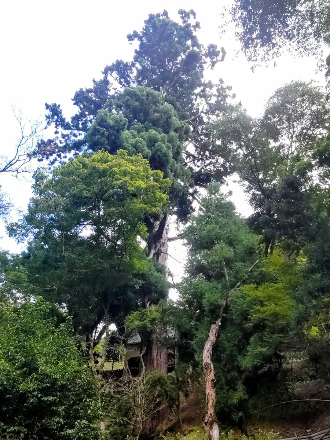 牛尾観音の大杉です🌲