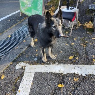 駐車場の集金する人と大人しくいたウルフシェパードと言う珍しい犬種のオス2歳

触ってもいいですか？って聞いたら　いいよ　との事で触ろうとしたら向こうからスリスリしてくれた　めっちゃ可愛い❤