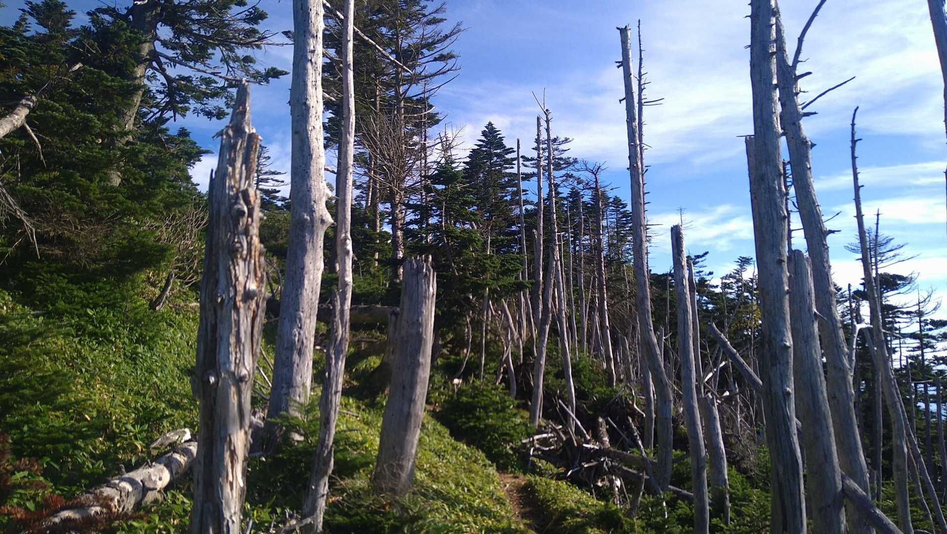 立ち枯れ🌲🌲