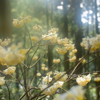 ちょっとレンズに息をふきかけインチキを