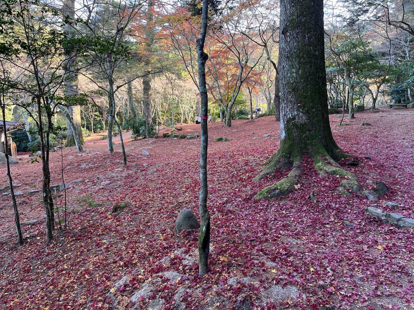 大元神社-弥山登山道入口　-前峠山-三剣山-弥山-紅葉谷橋 周回コースの写真