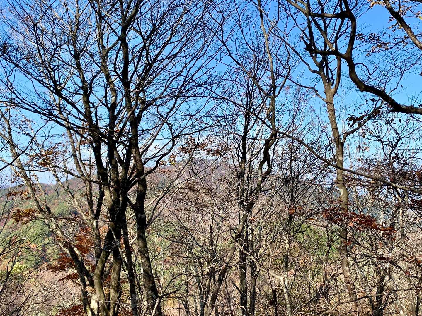 前から気になってたP708へ寄り道しました
梢の奥にこれから行く八ヶ峰が見えています
