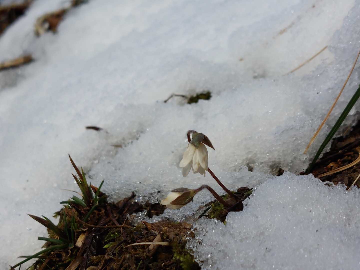 下山はミスミソウを何輪か見つけましたがピンク色ぽいのは雪の下かな？
いずれも蕾💦