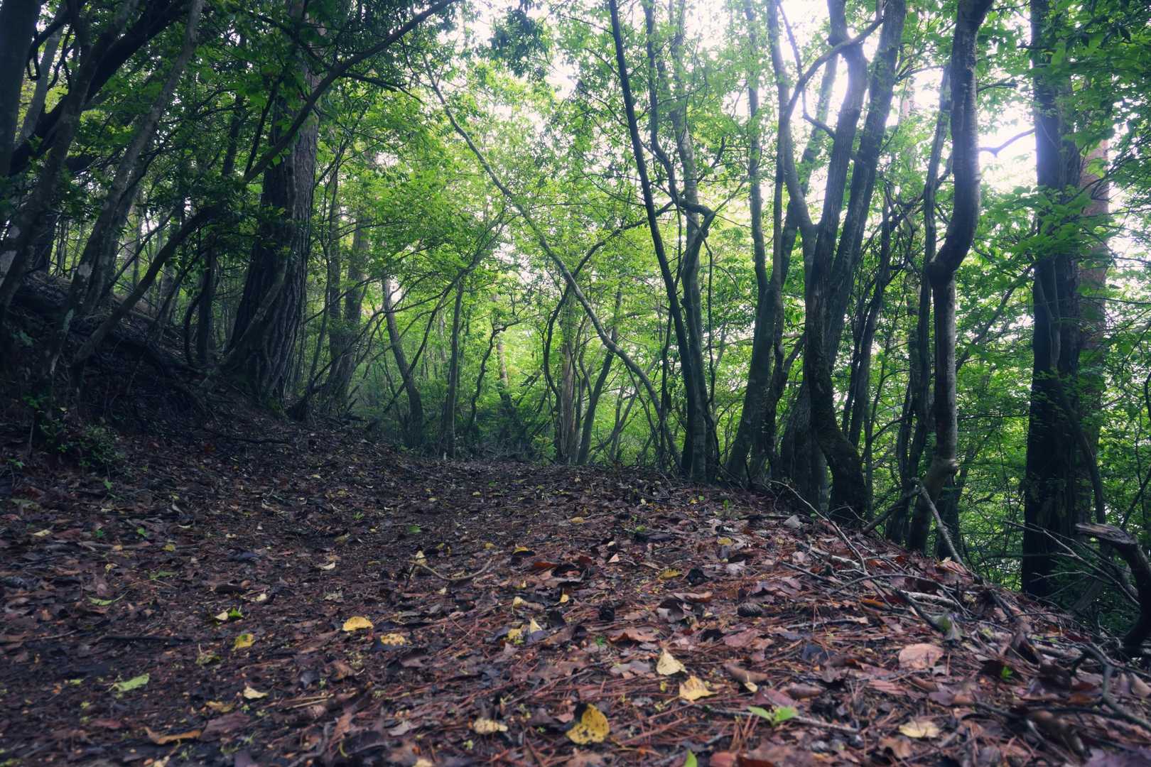 尾根まで出ると、とても歩きやすい登山道。