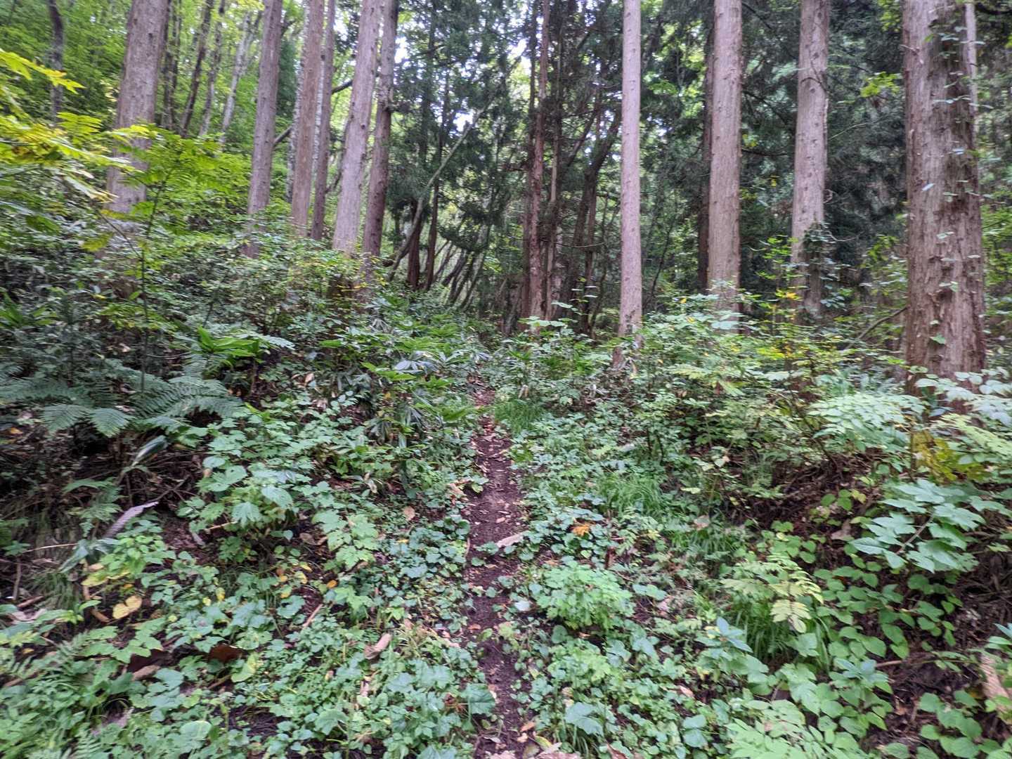 ここから本格的な登山が始まります。