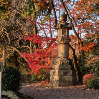 夕陽に照らされるもみじ