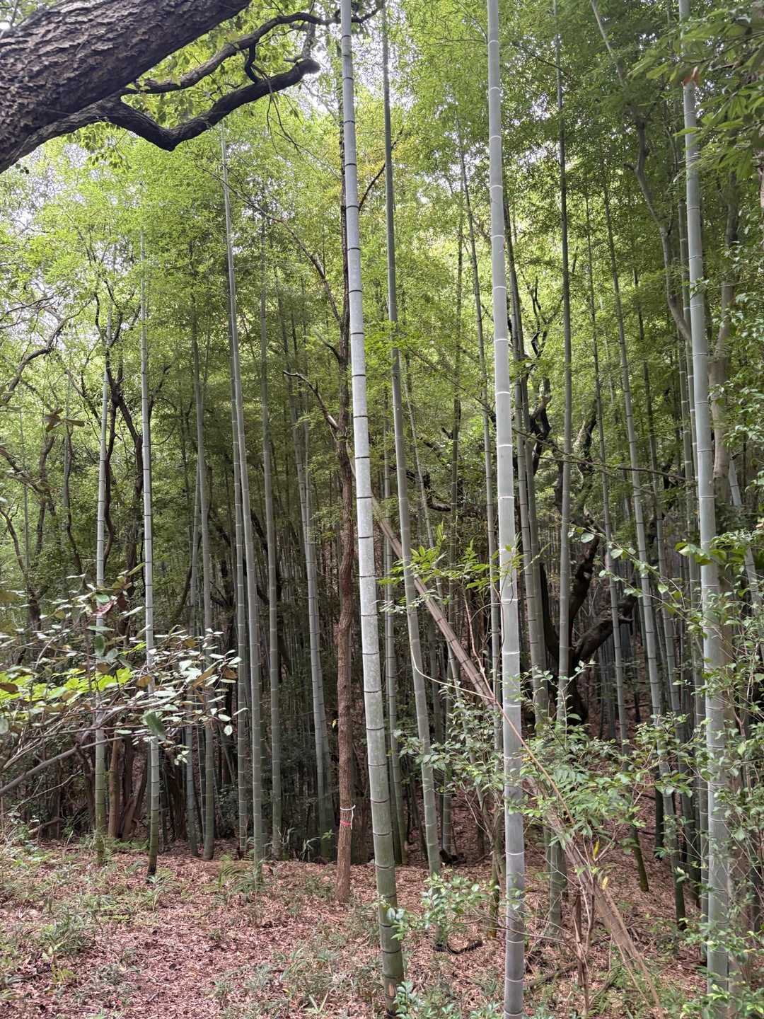 沙美峠-竜王山 往復コースの写真