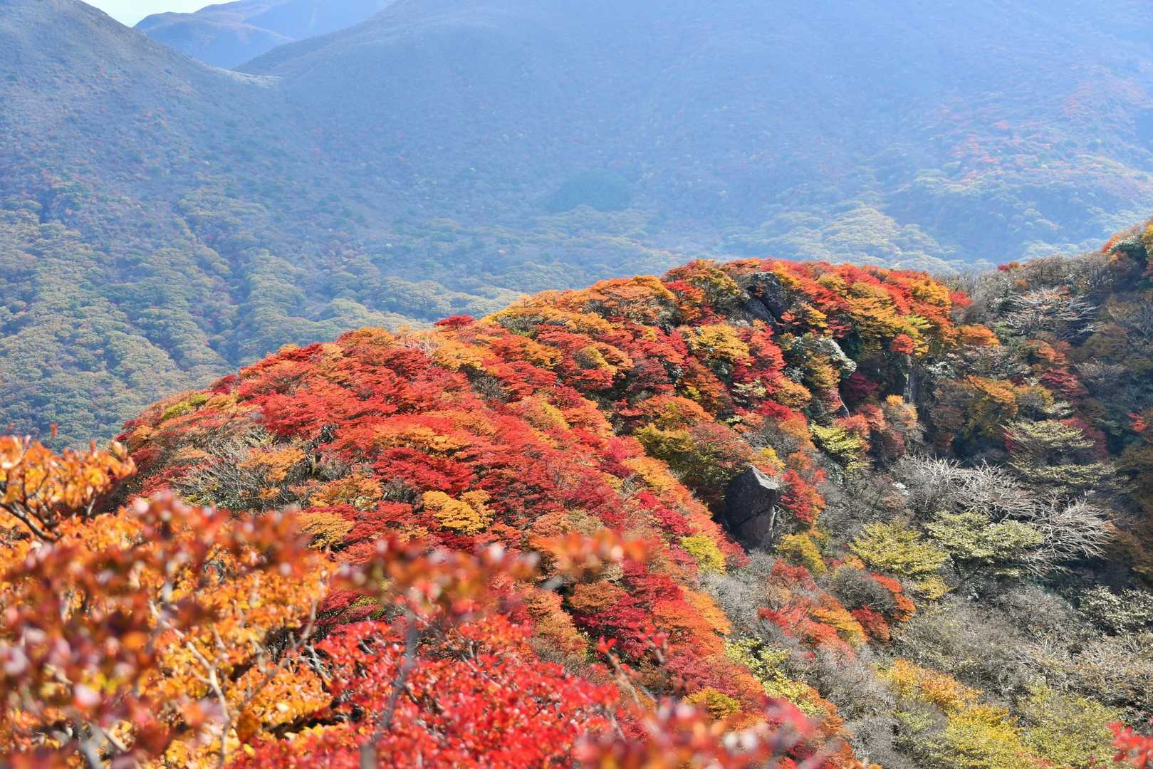 本日周回の小鍋が綺麗な紅葉でした。