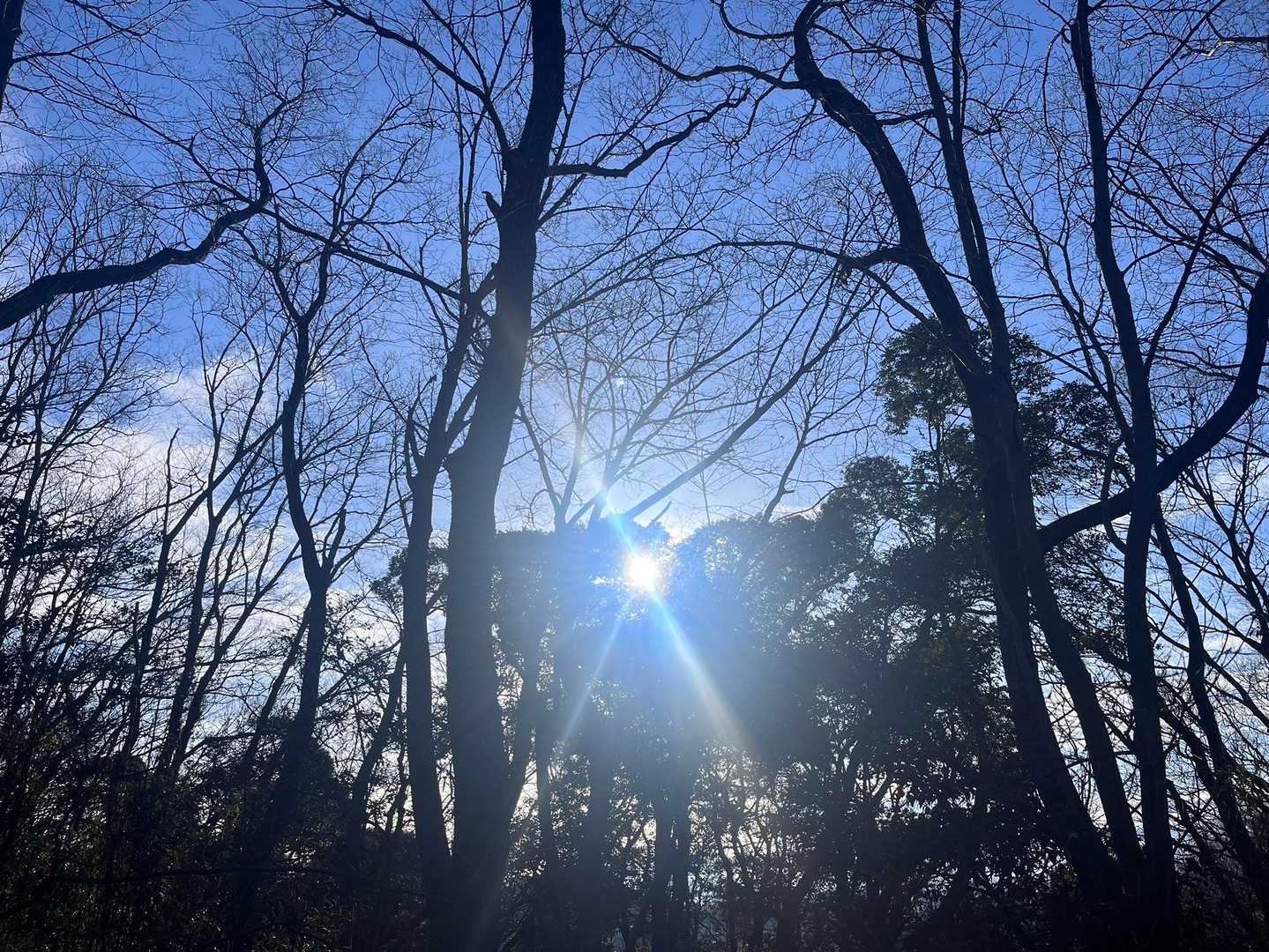 唐沢山登山口-唐沢山-権現堂 周回コースの写真