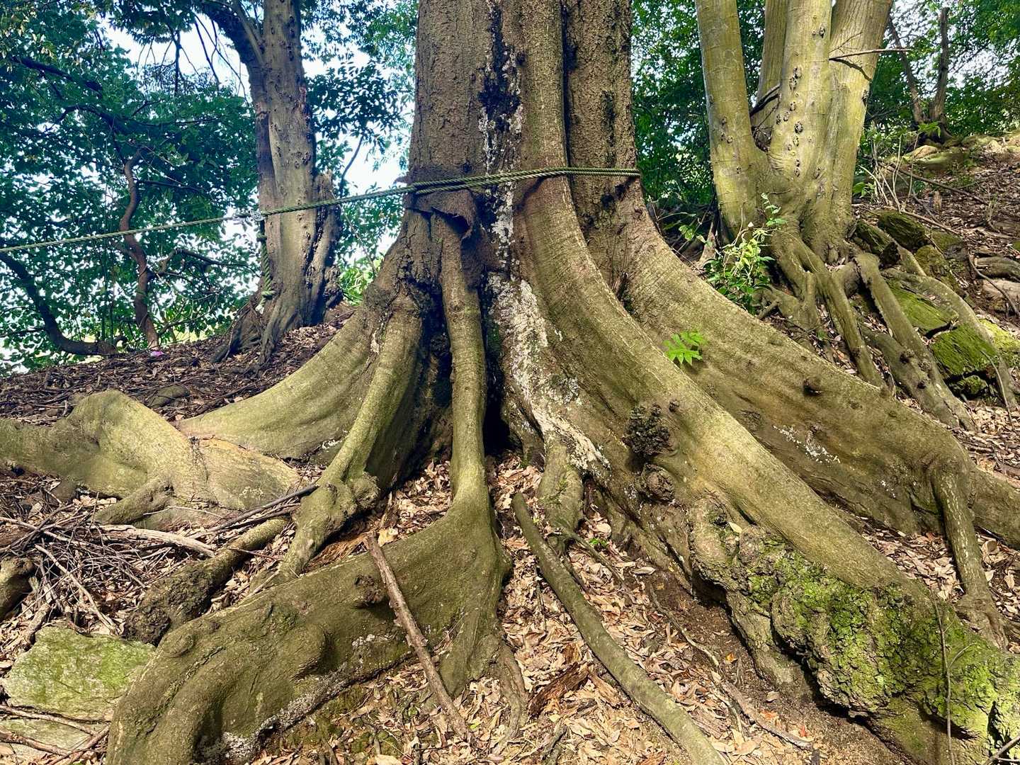 白山 往復コースの写真