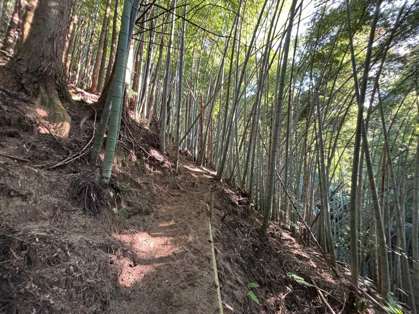 続いて竹林帯となりました。整備された登山道で未処理の倒竹皆無。整備ありがとうございます🙏