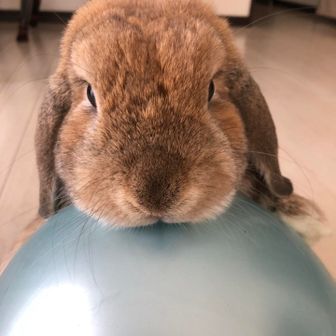 いさの